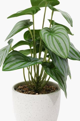 Speckle Potted Vein Leaf, 12x33cm