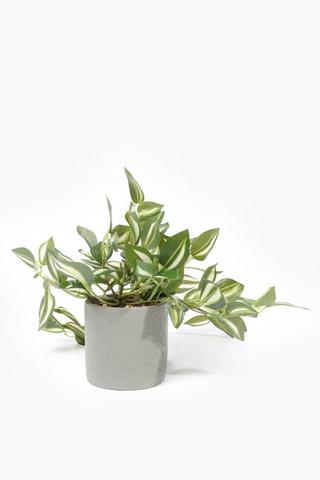 Hanging Greenery In Cement Pot, 7x23cm