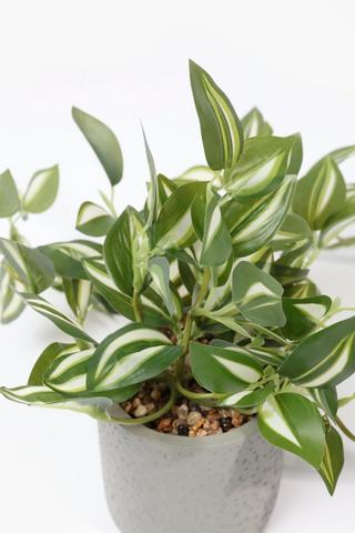 Hanging Greenery In Cement Pot, 7x23cm