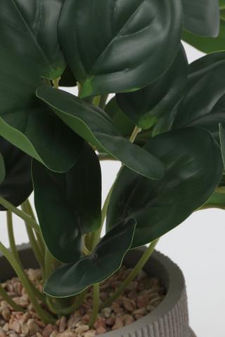 Evergreen In Wave Pot, 14x34cm
