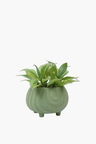 Multi-agave In Footed Pot, 12x15cm