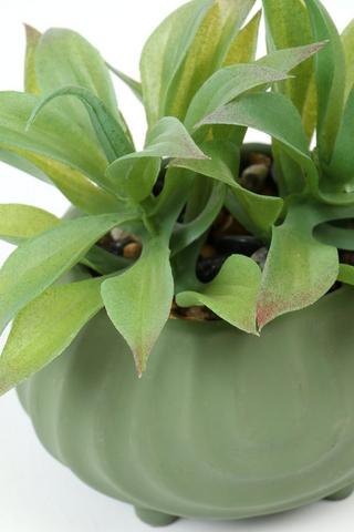 Multi-agave In Footed Pot, 12x15cm