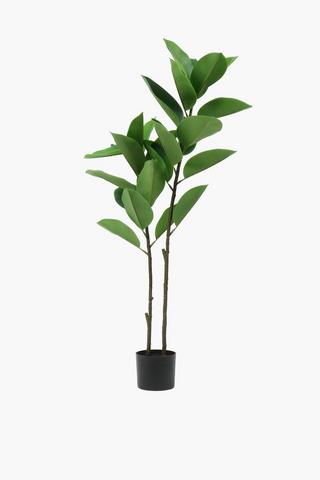 Rubber Tree Plant, 125cm