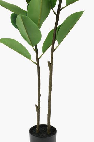 Rubber Tree Plant, 125cm