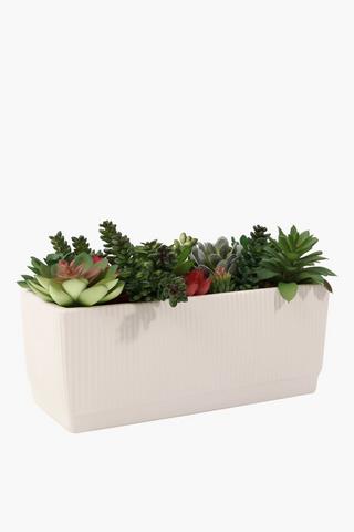 Potted Multi-agave, 17x33cm