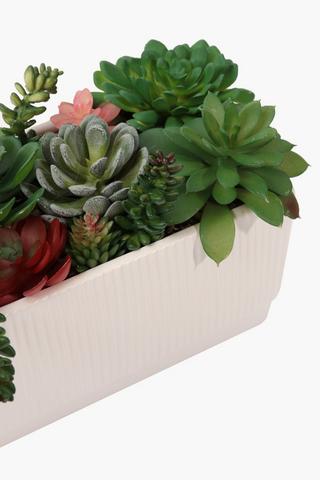 Potted Multi-agave, 17x33cm