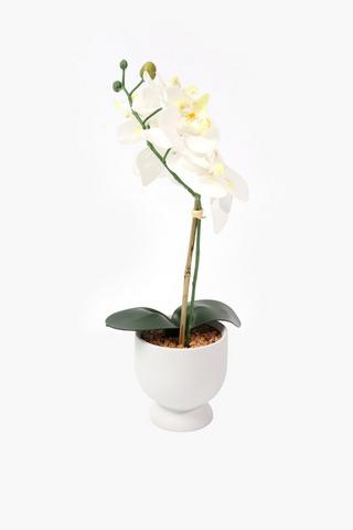 Orchid In Footed Pot, 10x35cm