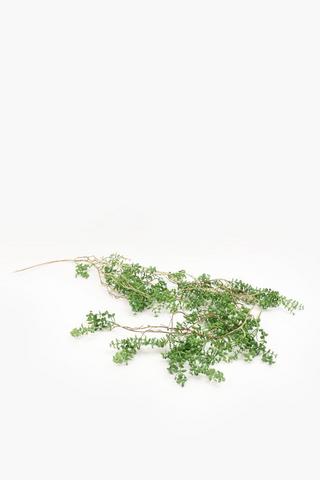 Hanging Money Pearl Single Stem, 180cm