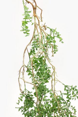 Hanging Money Pearl Single Stem, 180cm