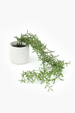 Sedum Trail In Terazzo Pot, 10x10cm
