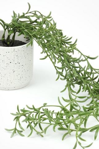 Sedum Trail In Terazzo Pot, 10x10cm