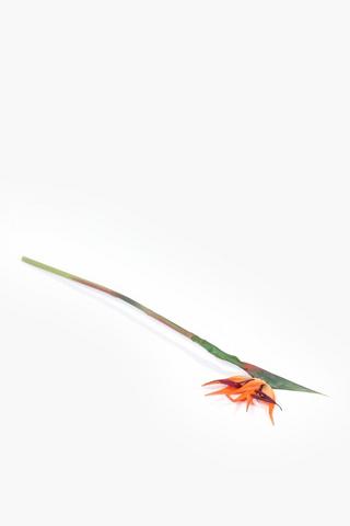 Bird Of Paradise Single Stem, 60cm