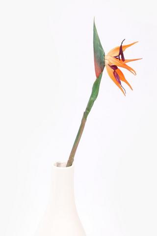 Bird Of Paradise Single Stem, 60cm