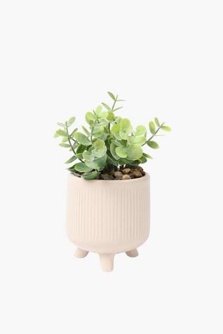 Succulents In Mini Footed Pot, 9x16cm