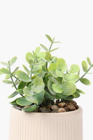 Succulents In Mini Footed Pot, 9x16cm