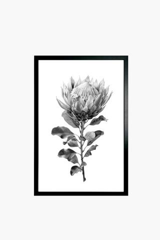 Framed Protea Sketch, 60x90cm