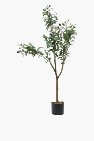 Olive Tree, 120cm