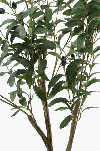 Olive Tree, 120cm