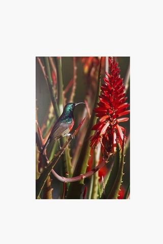 Sunbird Nectar Canvas, 40x60cm