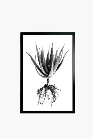 Framed Aloe Sketch, 60x90cm