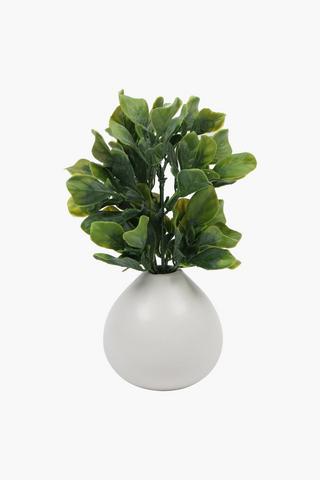 Bulb Potted Lamb Ears, 10x22cm