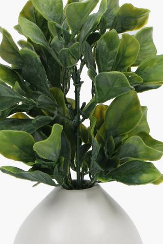 Bulb Potted Lamb Ears, 10x22cm