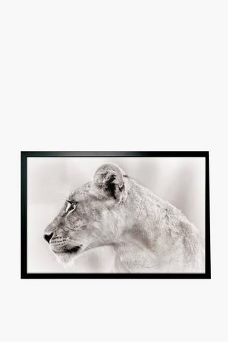 Framed Lioness, 40x60cm