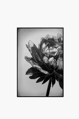 Framed Mono Dhalia, 60x90cm