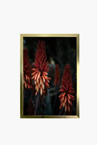 Framed Garden Aloe, 60x90cm