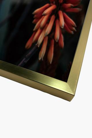 Framed Garden Aloe, 60x90cm