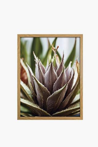 Framed Agave 30x40cm