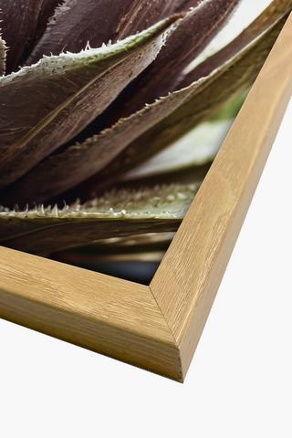 Framed Agave 30x40cm