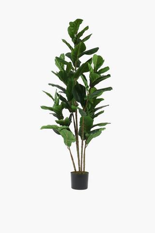 Fiddle Leaf Fig Tree, 17x160cm