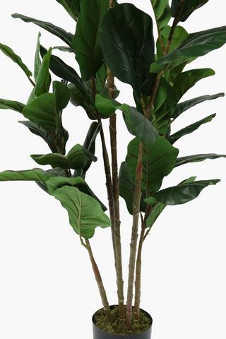 Fiddle Leaf Fig Tree, 17x160cm