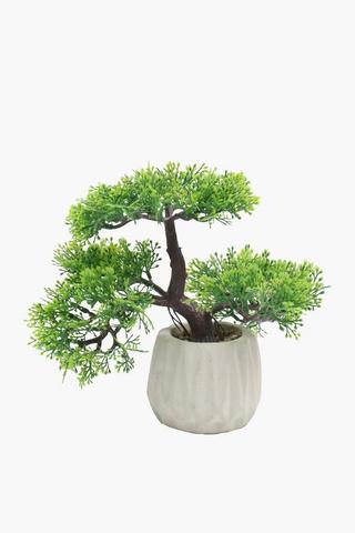 Rib Potted Bonsai, 9x23cm