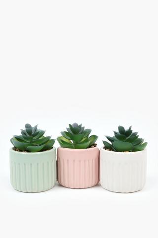 Assorted Mini Agaves, 7x10cm