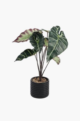 Long Stem Varigated Leaf, 11x43cm