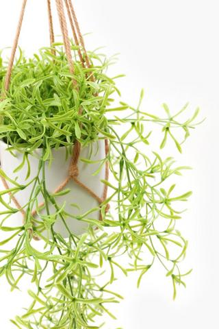 Hanging Rosemary Macrame, 10x23cm