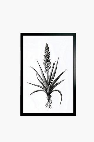 Framed Aloe, 60x90cm