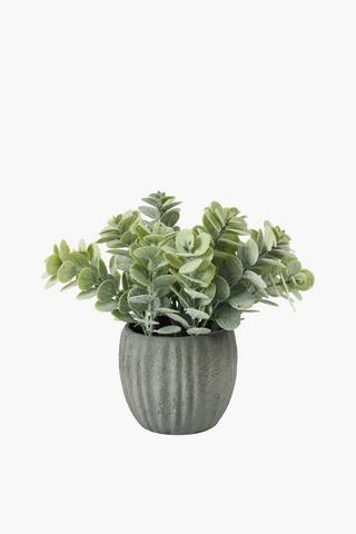 Gum Leaf In Rustic Pot, 7x23cm