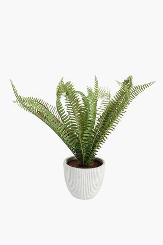 Fern In Cement Pot, 45cm