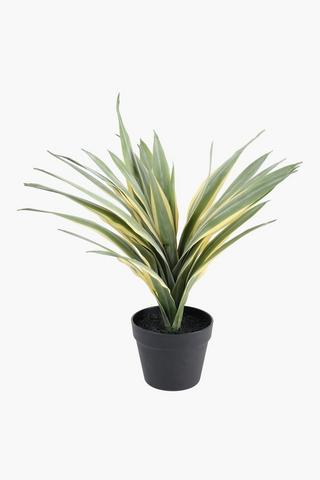 Dracaena Plant, 18x54cm