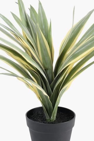 Dracaena Plant, 18x54cm