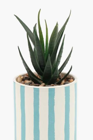 Agave In Stripe Pot, 7x21cm