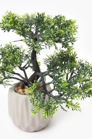 Bonsai In Cement Pot, 7x23cm