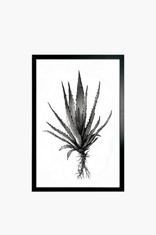 Framed Aloe, 60x90cm