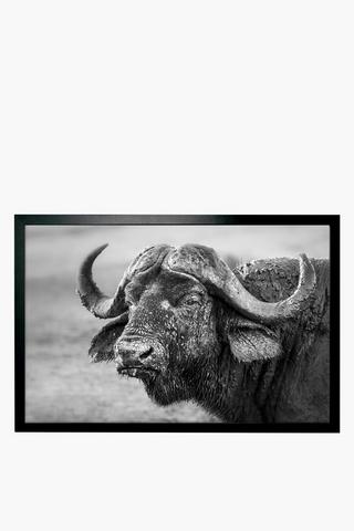 Framed Buffalo, 40x60cm