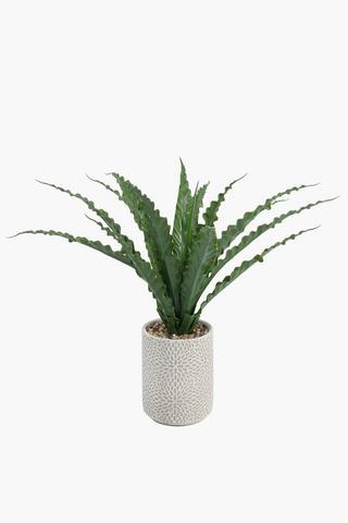Frill Leaf In Cement Pot, 49cm