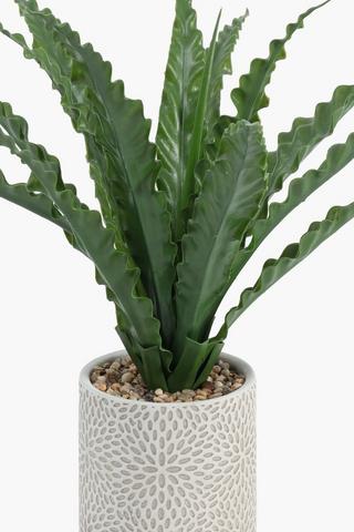 Frill Leaf In Cement Pot, 49cm