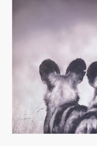 Printed Wild Dogs Canvas, 60x90cm